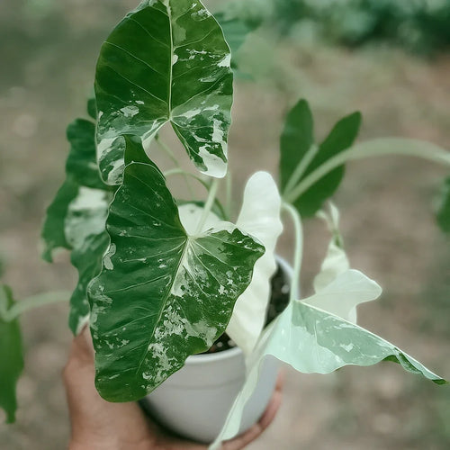 Alocasia Macrorrhizos Variegata (FREE) - AroidHouse