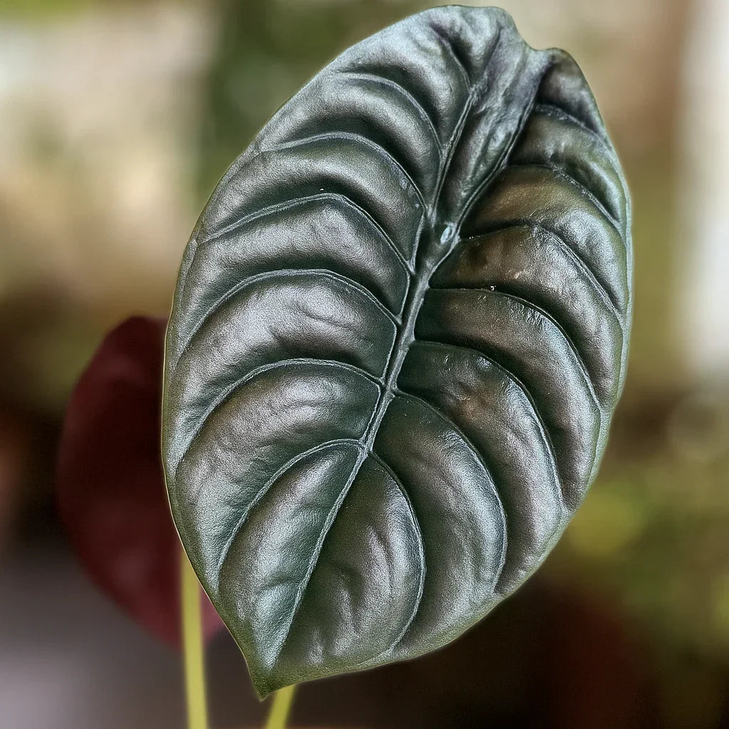 Alocasia Cuprea (Mirror Plant) - AroidHouse
