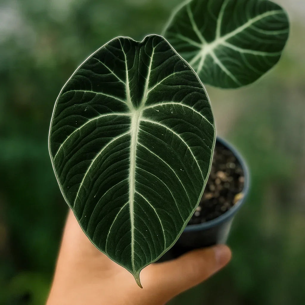 black alocasia plant Buy Alocasia Black Velvet ~ Rare Houseplant – AroidHouse
