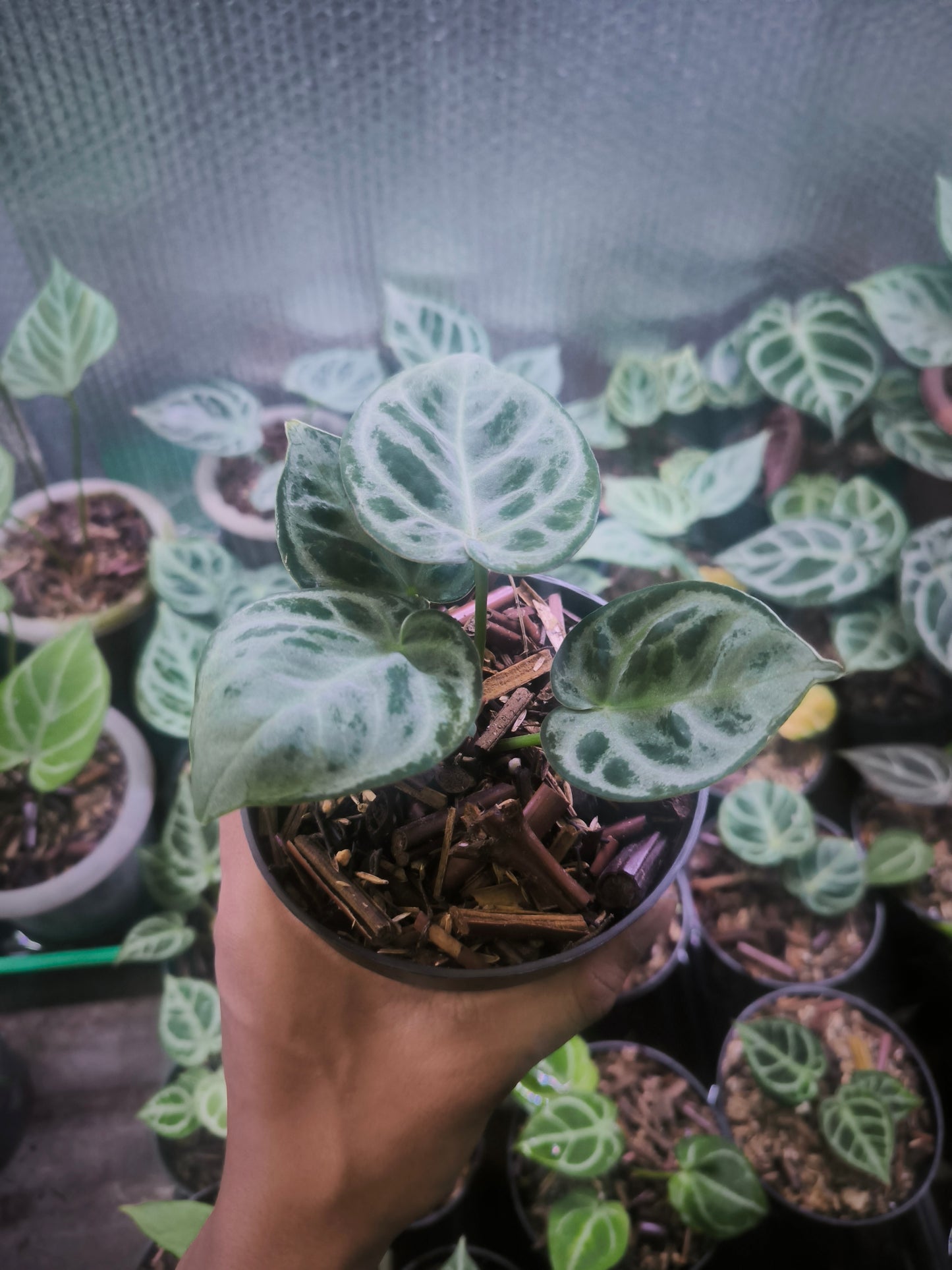 Anthurium Dorayaki Silver