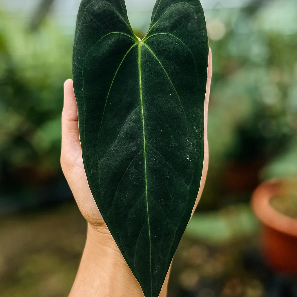 その他観葉植物 Anthurium 'Blue papillilaminum' self Buy Anthurium Blue Papillilaminum ~ Rare Houseplant – AroidHouse