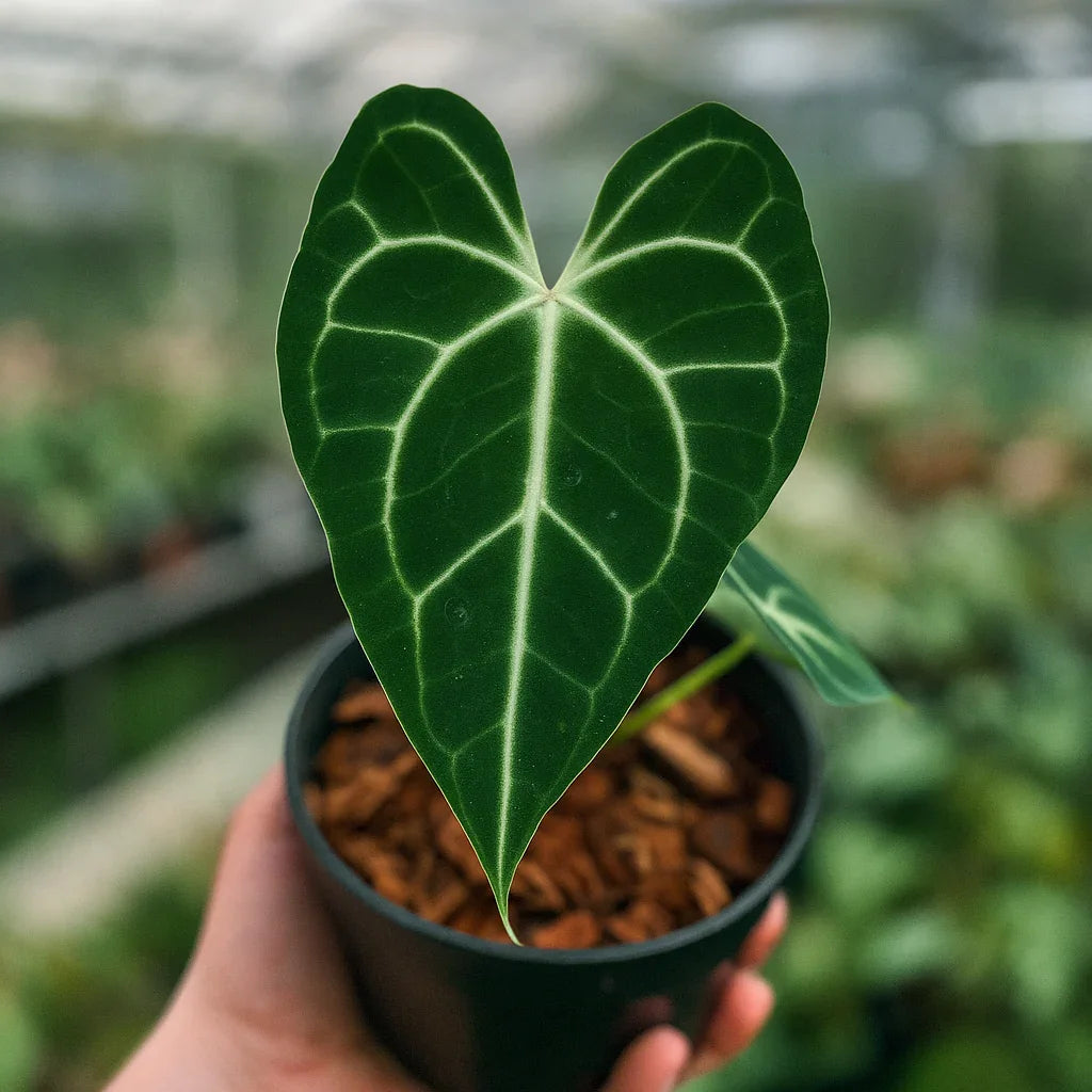 Buy Anthurium Clarinervium ~ Rare Houseplant  AroidHouse