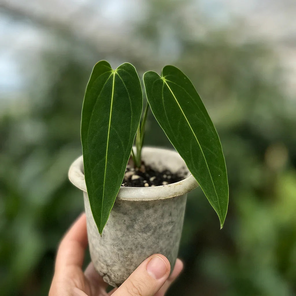 Buy Anthurium Esmeralda Queen ~ Rare Houseplant – AroidHouse