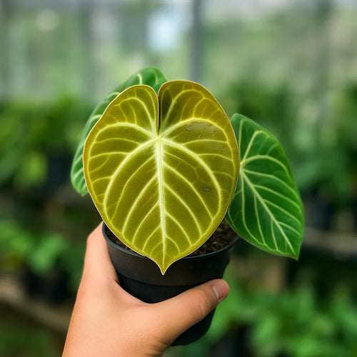 Anthurium Hybrid #217 - AroidHouse