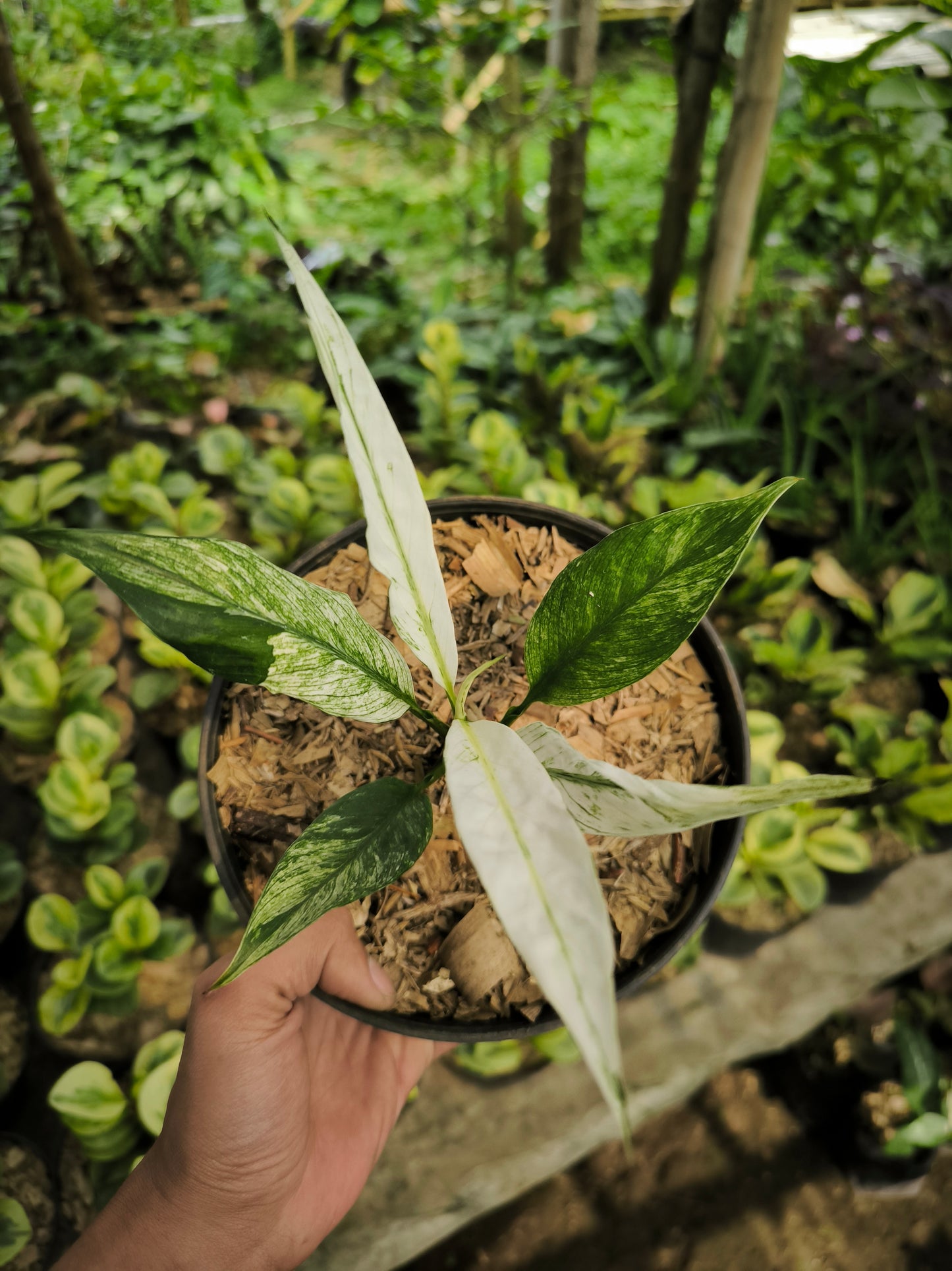 Anthurium Plowmanii Variegata - AroidHouse