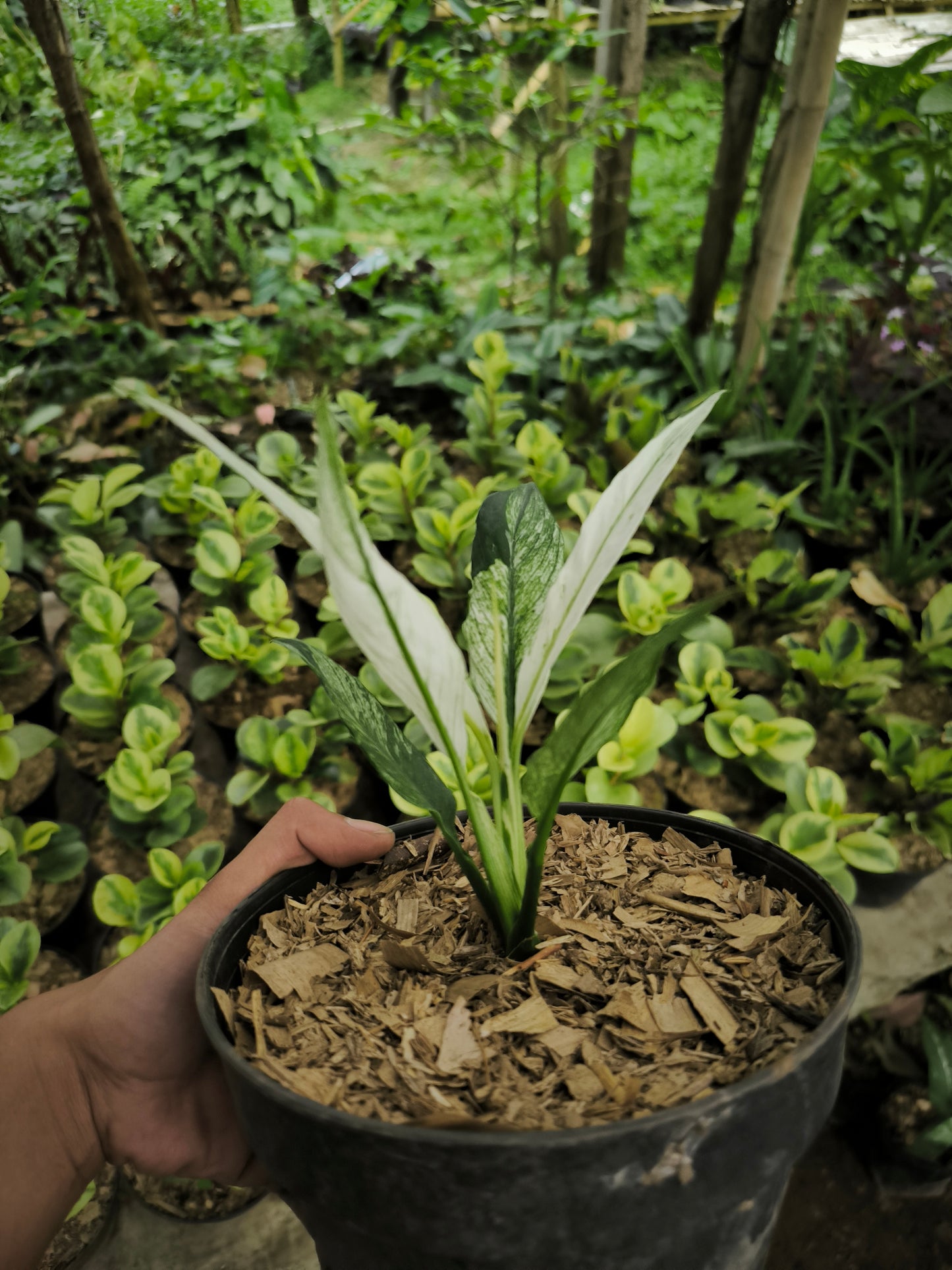Anthurium Plowmanii Variegata - AroidHouse