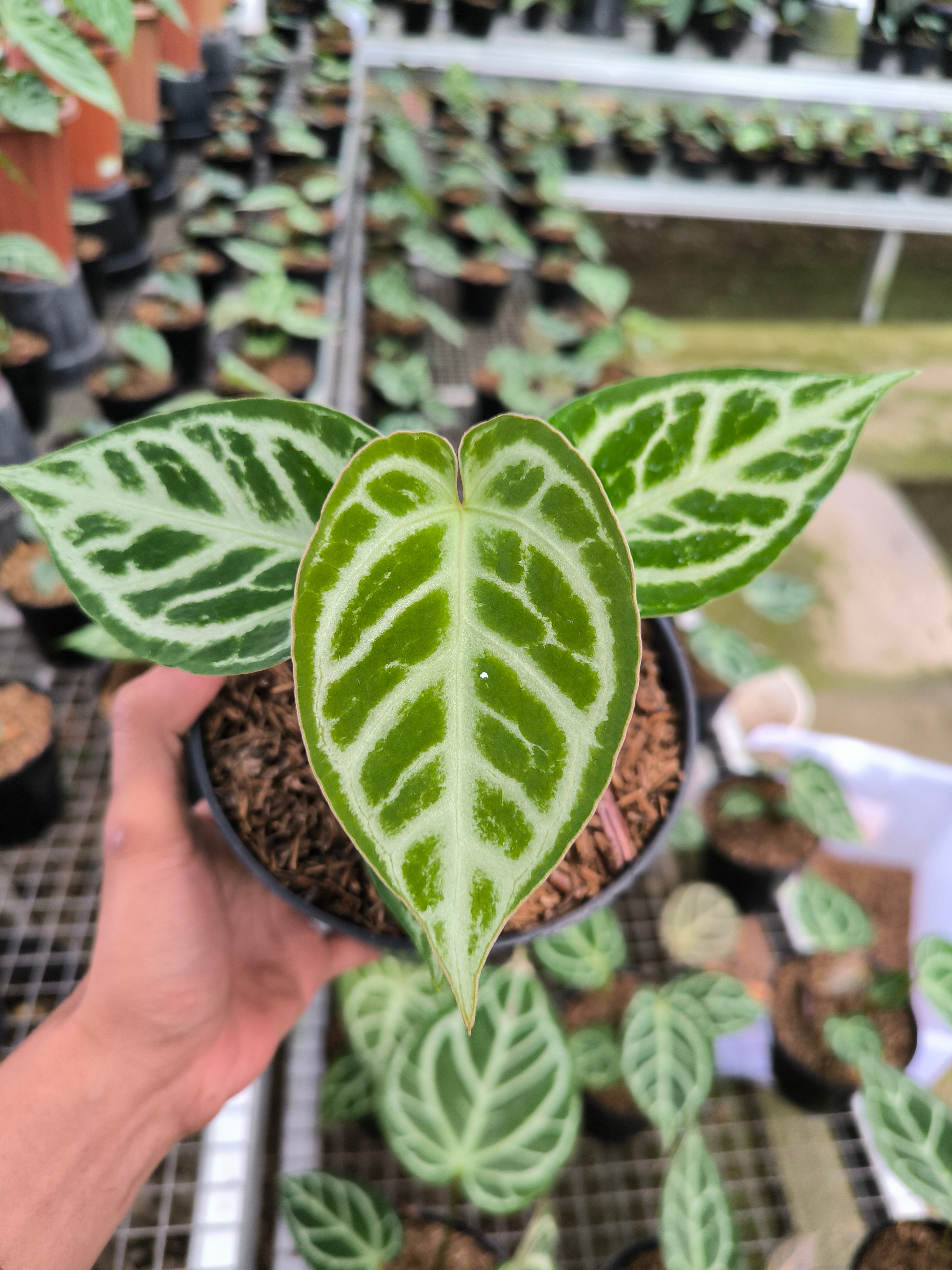 Buy Anthurium Silver Blush ~ Rare Houseplant – AroidHouse