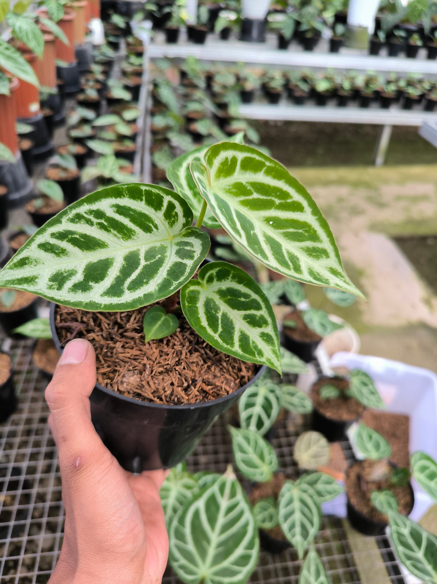 Anthurium Silver Blush - AroidHouse