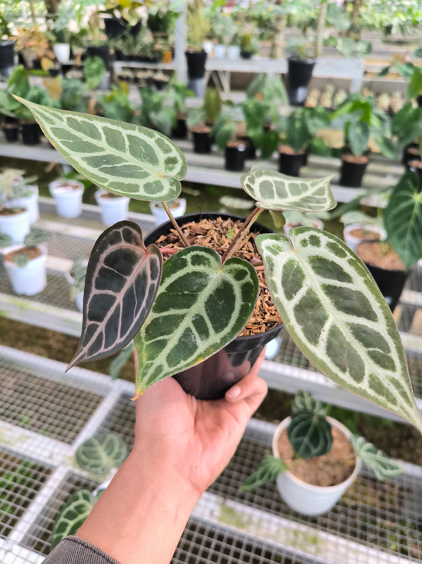 Anthurium Silver Blush - AroidHouse