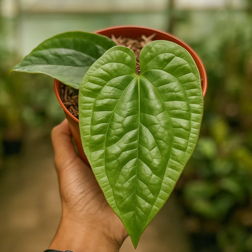 Buy Anthurium Radicans x Luxurians ~ Rare Houseplant – AroidHouse