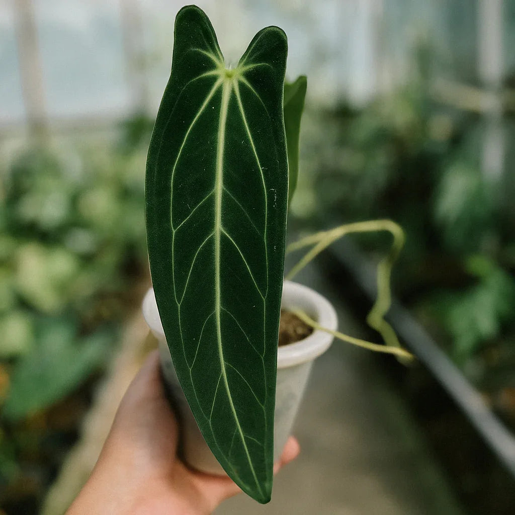 Anthurium Warocqueanum Dark Form - AroidHouse