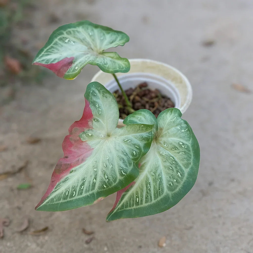 Caladium Shy Cool - AroidHouse