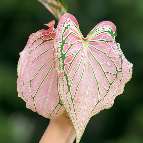 Caladium Wayang - AroidHouse