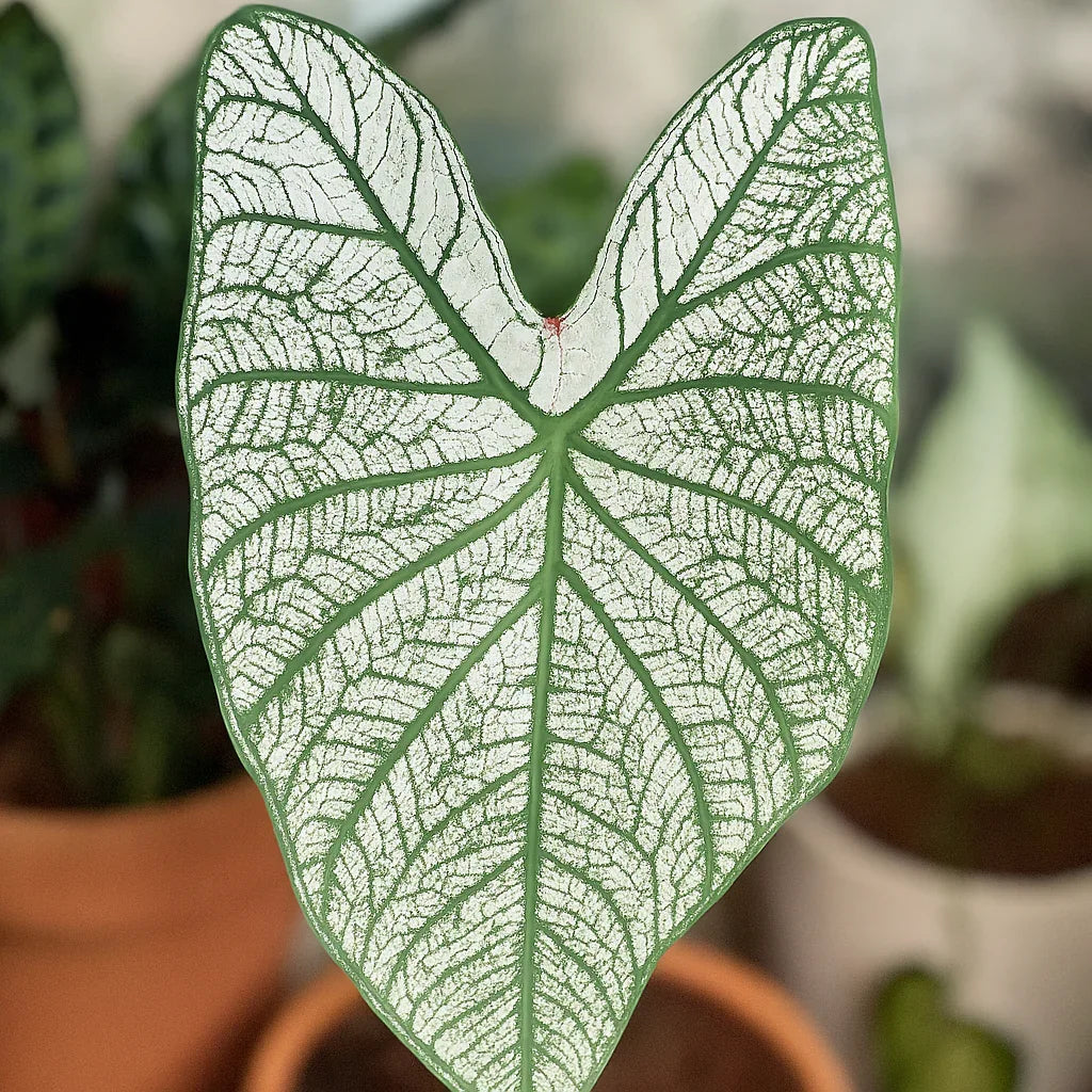 house plant that looks like caladium Buy Caladium White Christmas ~ White Houseplant ~ Shop Now – AroidHouse