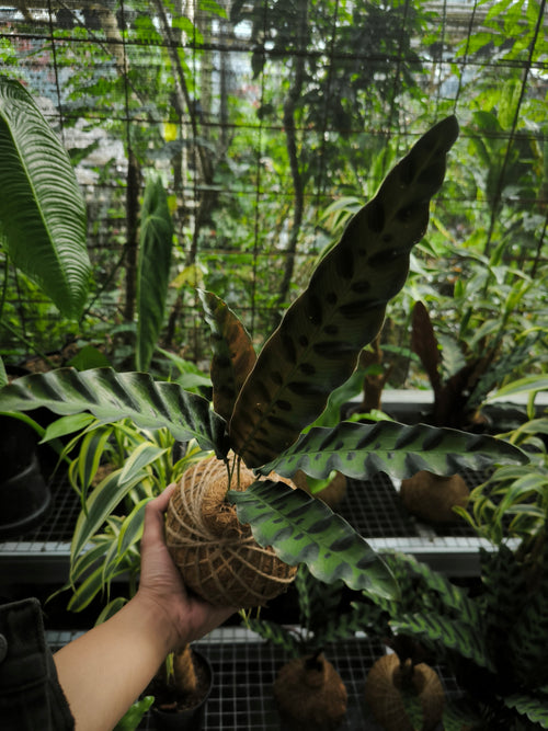 Calathea Lancifolia