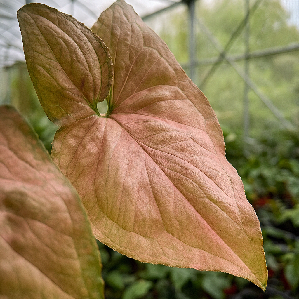 Close-up Syngonium Pink Perfection foliage showing heart-shaped pink leaves, easy indoor arrowhead vine
