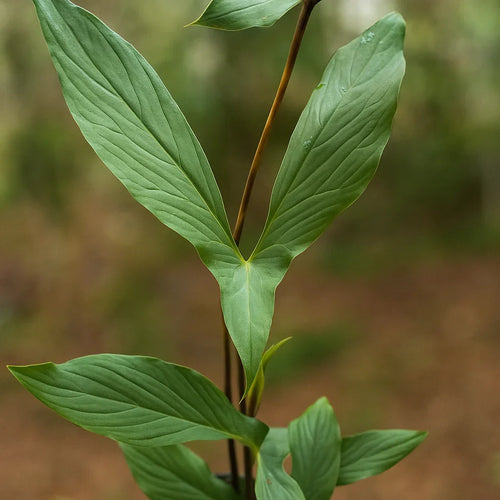 Cyrtosperma Hambalii - AroidHouse