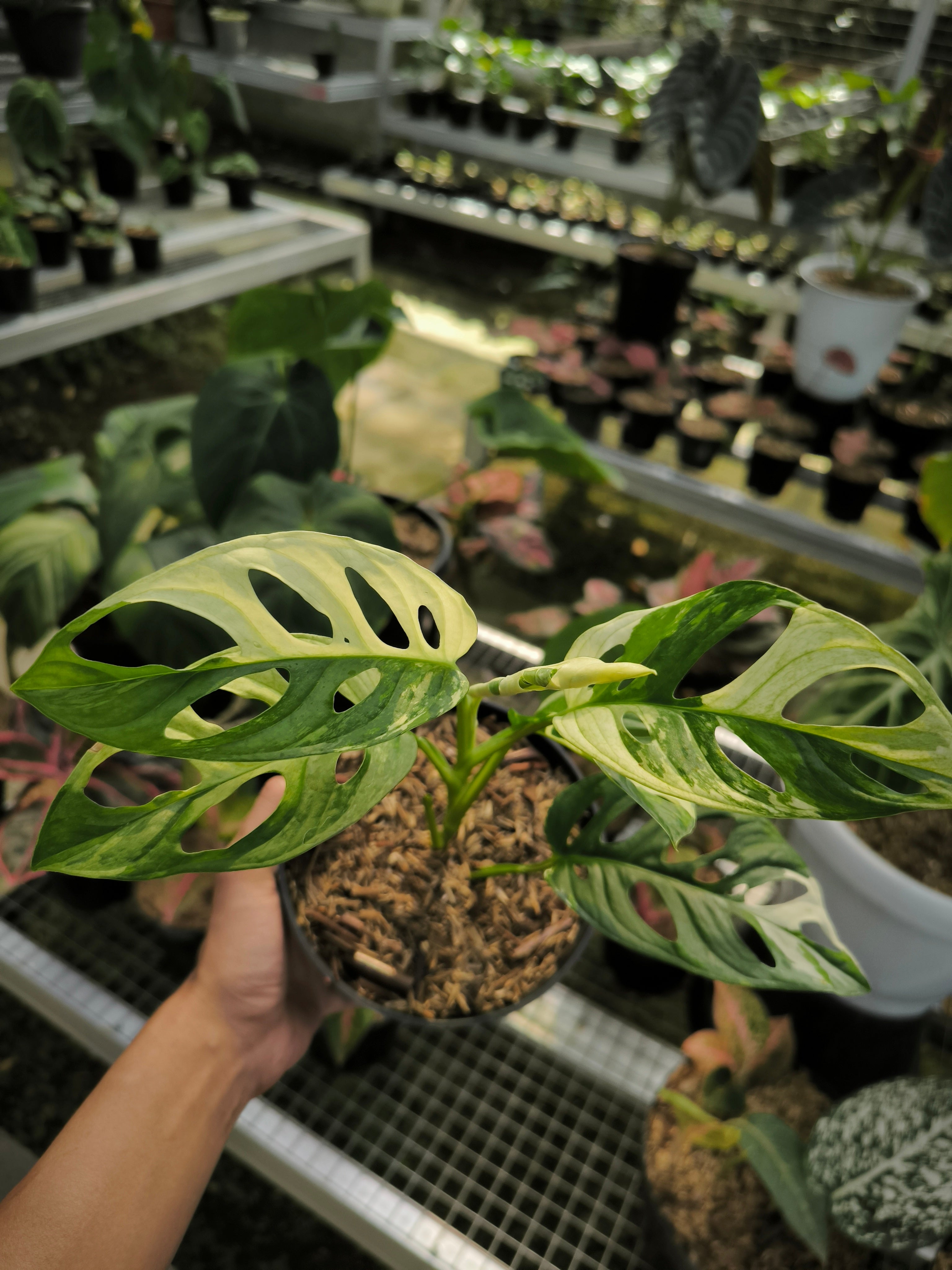 Buy Monstera Adansonii Albo Variegata ~ Variegated Houseplant – AroidHouse