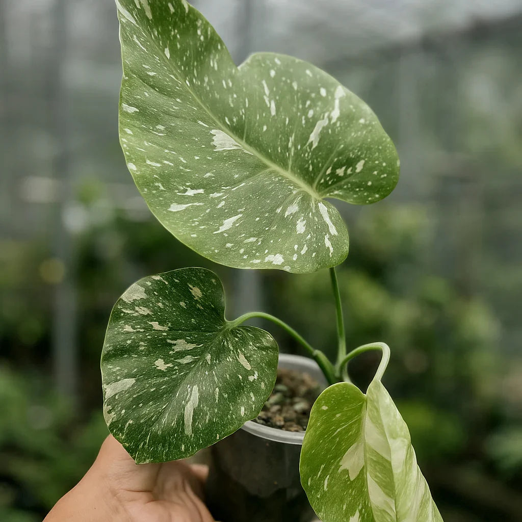Monstera Thai Constellation - AroidHouse