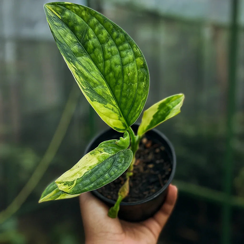 Monstera Karstenianum Variegata - AroidHouse