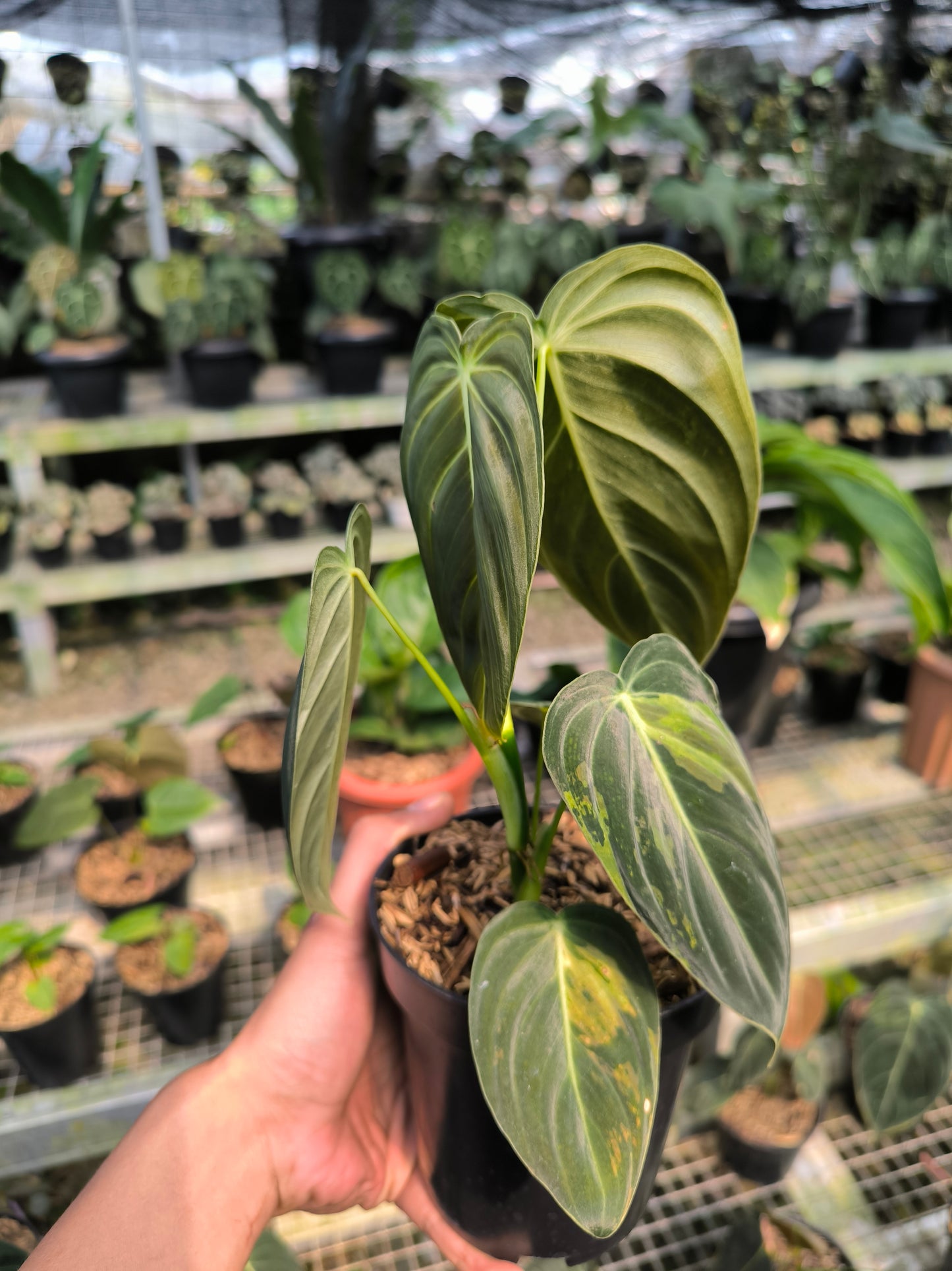 Philodendron Melanochrysum