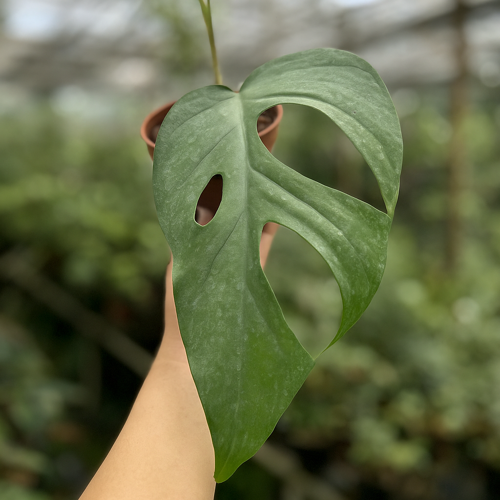 Rhaphidophora Pertusa - AroidHouse