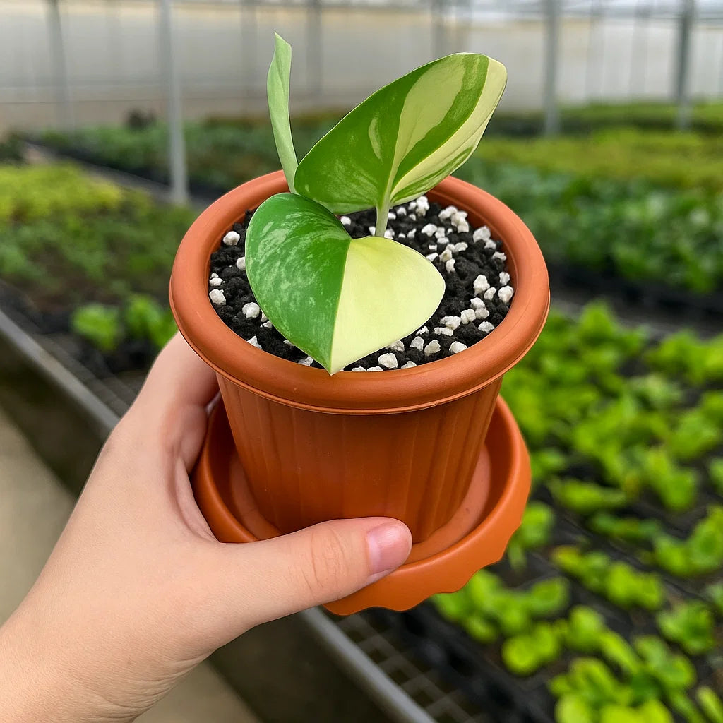 Scindapsus Rubicon