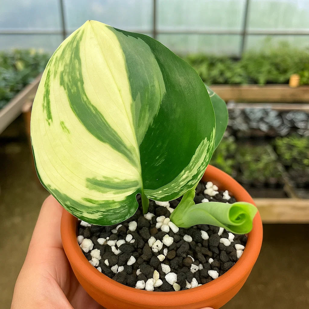 Scindapsus Rubicon