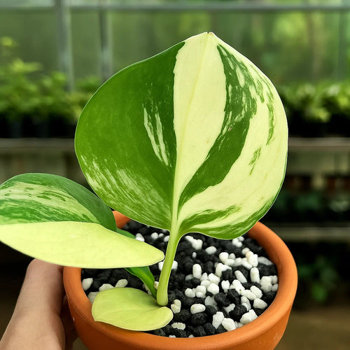 Scindapsus Rubicon