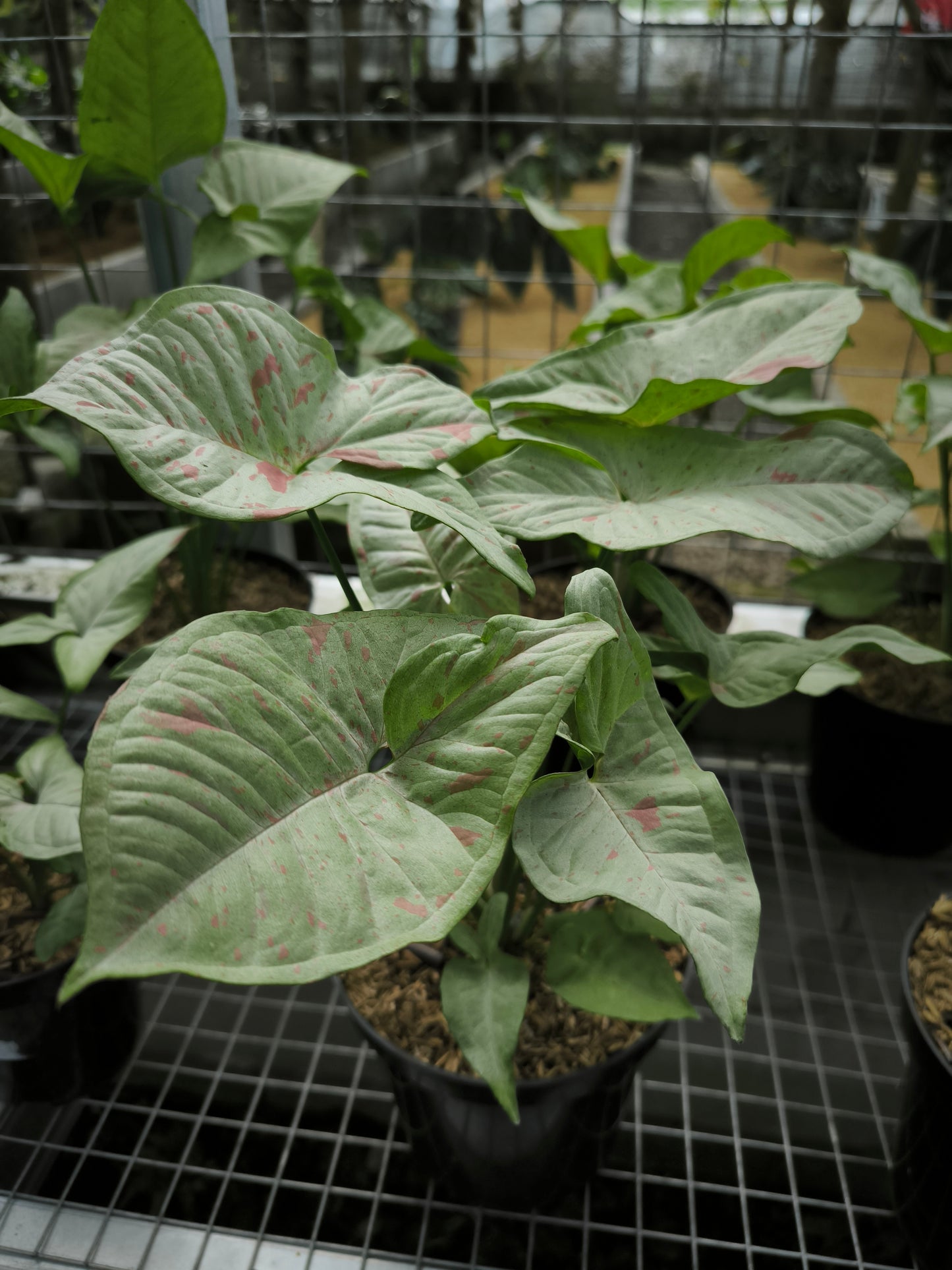 Syngonium Milk Confetti