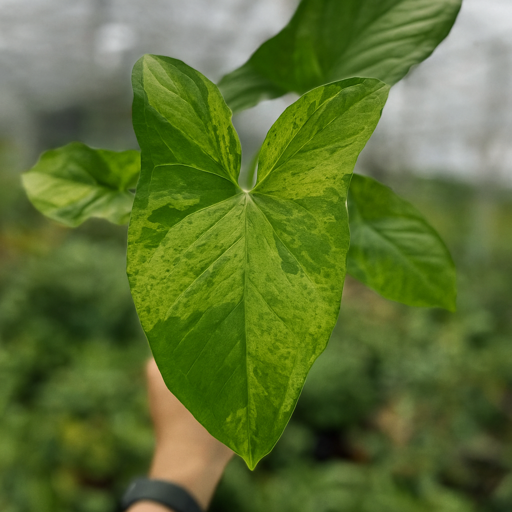 Syngonium Mojito variegata. Marbled lime-green foliage with dark green splashes, rare arrowhead houseplant, easy care.
