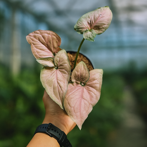 Syngonium Pink Perfection with blush pink arrowhead leaves in a pot, rare tropical aroid houseplant