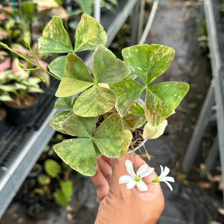 Green Oxalis Variegated  AroidHouse