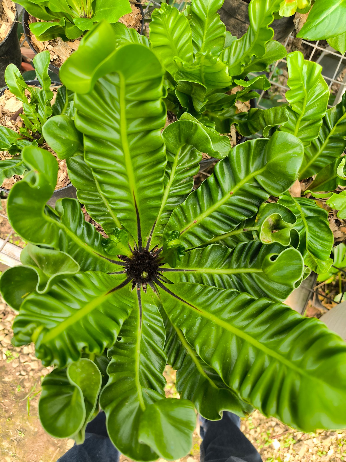 Asplenium Nidus (Bird’s Nest Fern)