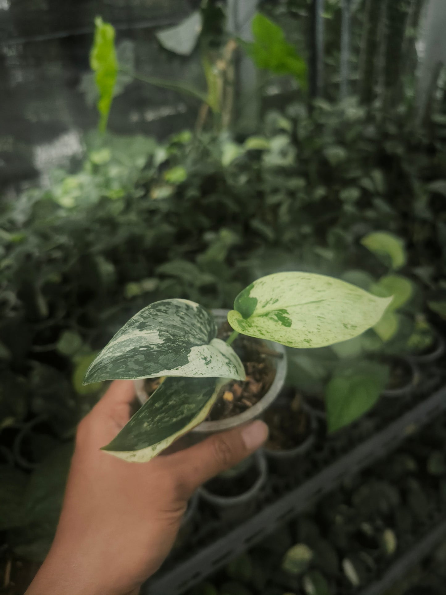 Scindapsus Pictus Variegata