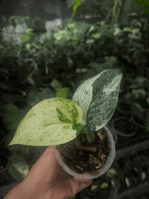 Scindapsus Pictus Variegata