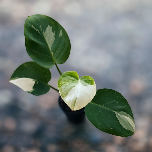 Philodendron White Wizard - AroidHouse