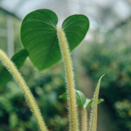 Philodendron Serpens - AroidHouse