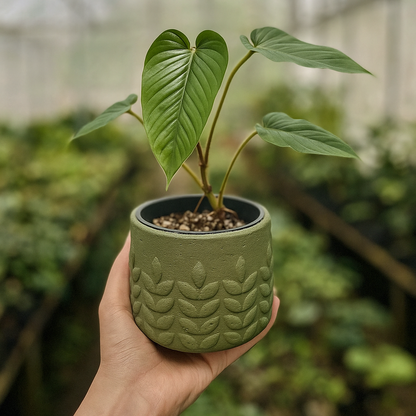 Philodendron Serpens - AroidHouse