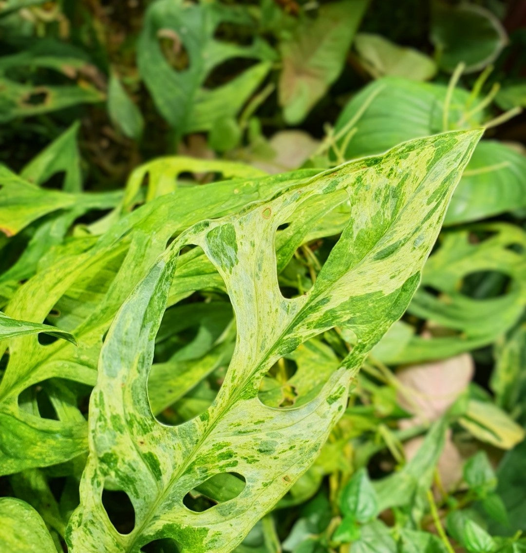 Buy Monstera Adansonii Mint Variegata ~ Variegated Houseplant – AroidHouse