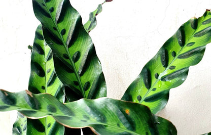 Calathea Lancifolia - AroidHouse