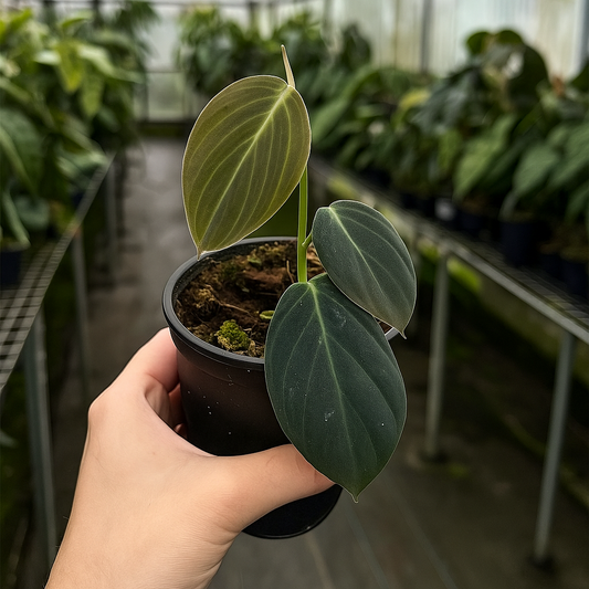 Philodendron Gigas