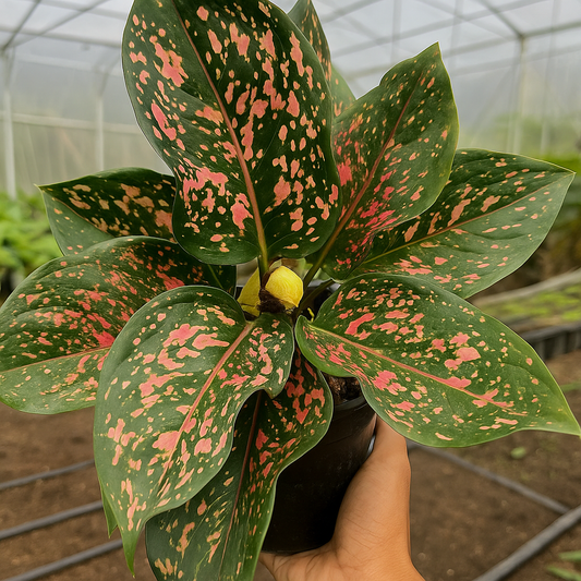 Aglaonema Pink Dalmation