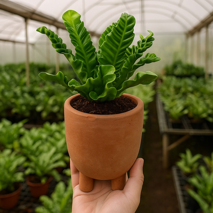 Asplenium Nidus (Bird’s Nest Fern)