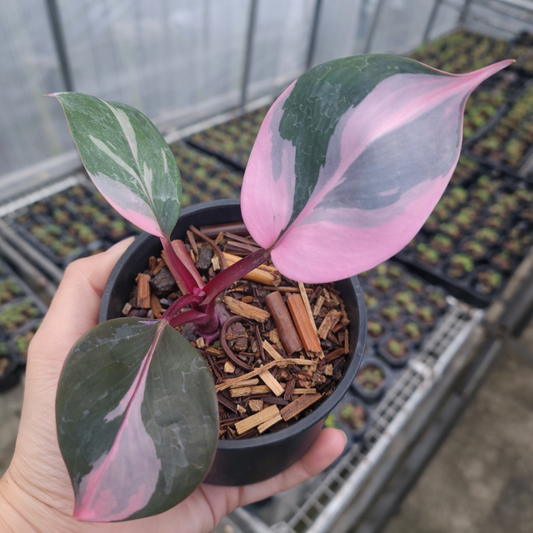 Philodendron White Knight Pink
