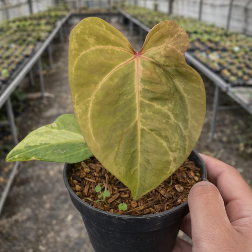 Anthurium Portillae X Forgetii Variegated