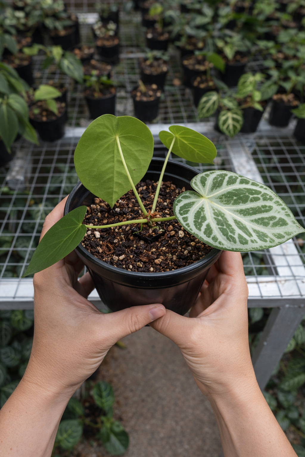 Anthurium Silver Medium