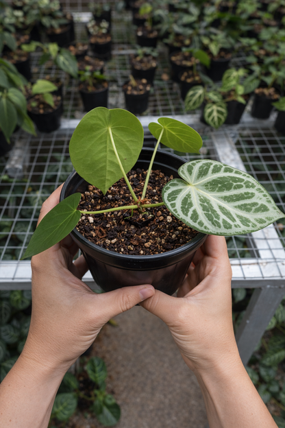 Anthurium Silver Medium