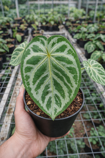 Anthurium Silver Medium
