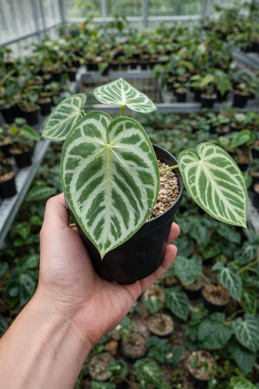 Anthurium Silver Medium